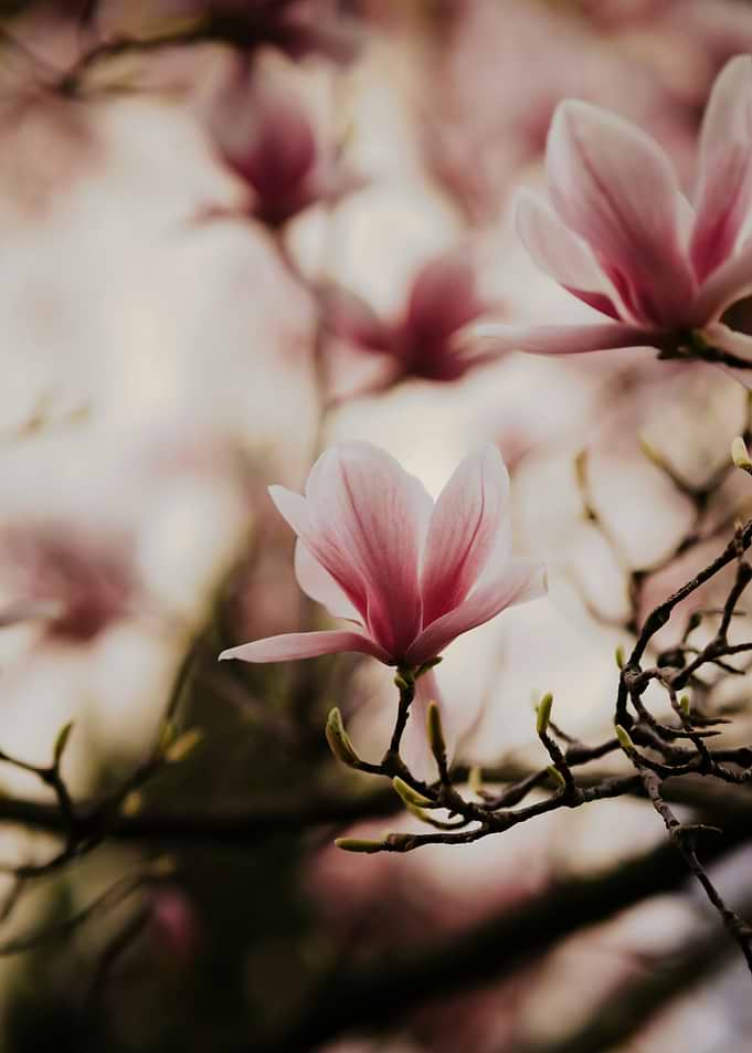Pink Magnolia Blossoms on Branch