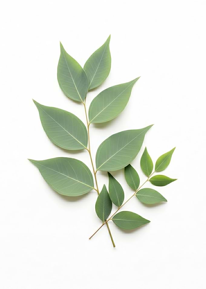 Green Eucalyptus Leaves on White Background
