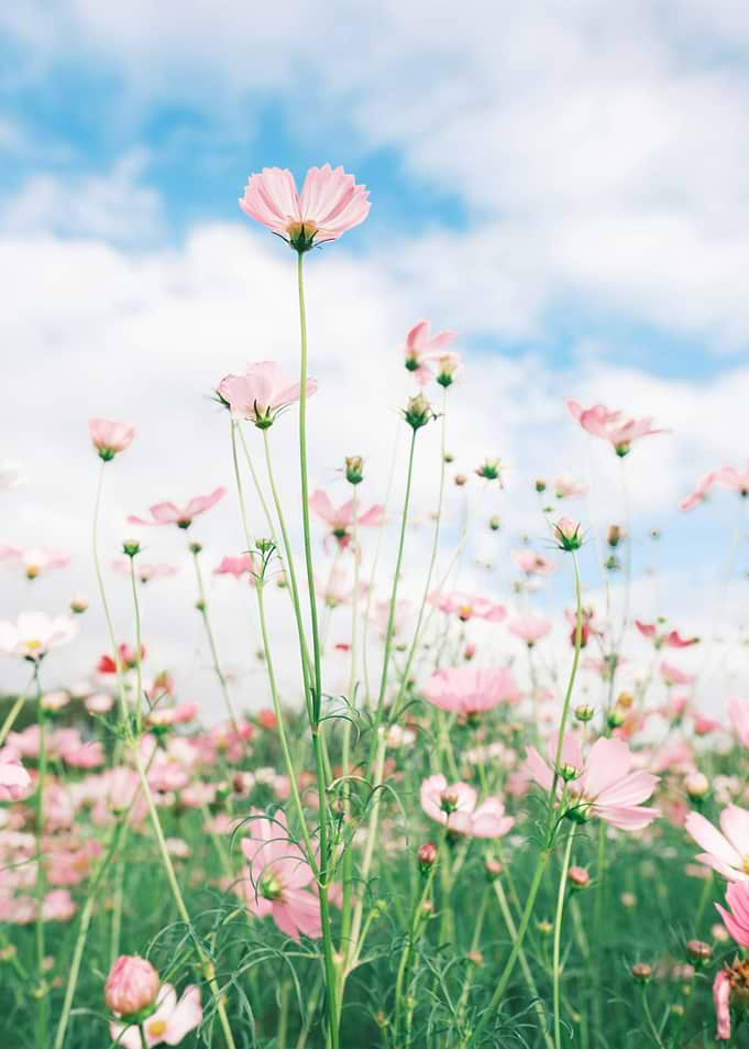 Pink Cosmos Flowers Under Blue Sky