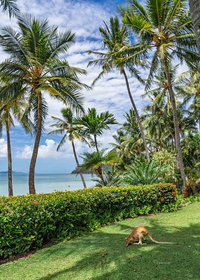 Wallaby Chillin' on Hamilton Island