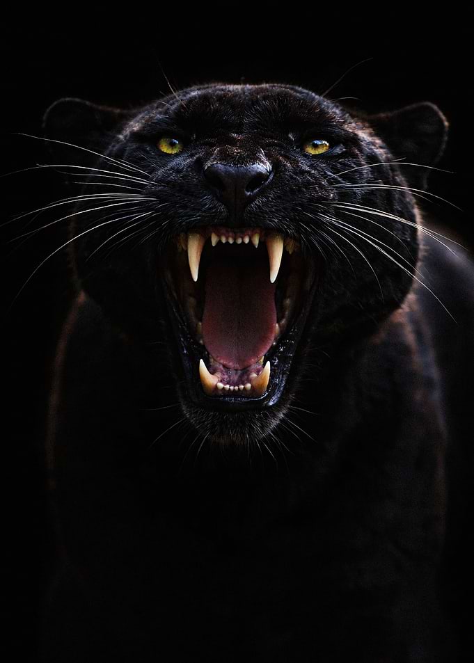 Black Panther Roaring