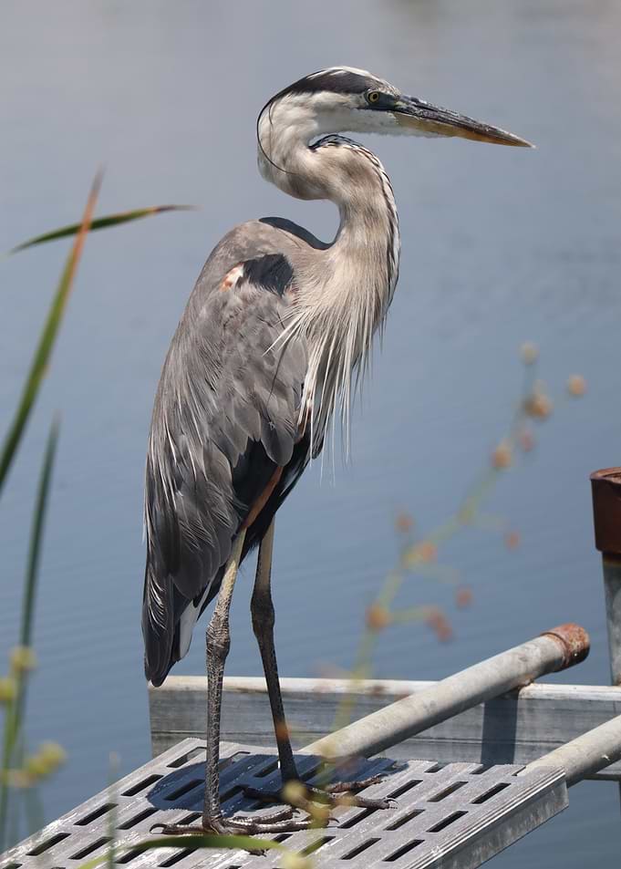 Great Blue Heron on Dock