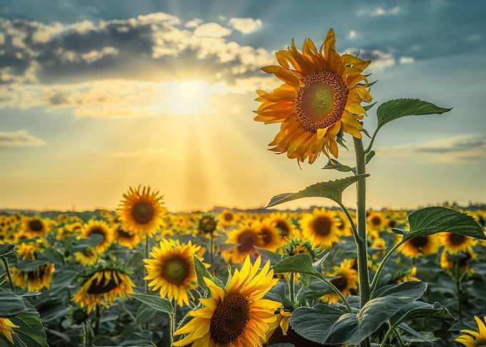 Golden Silence I – Standing in Light