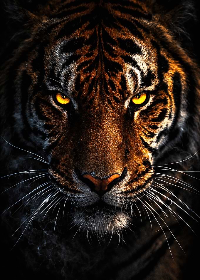 Intense Tiger Portrait