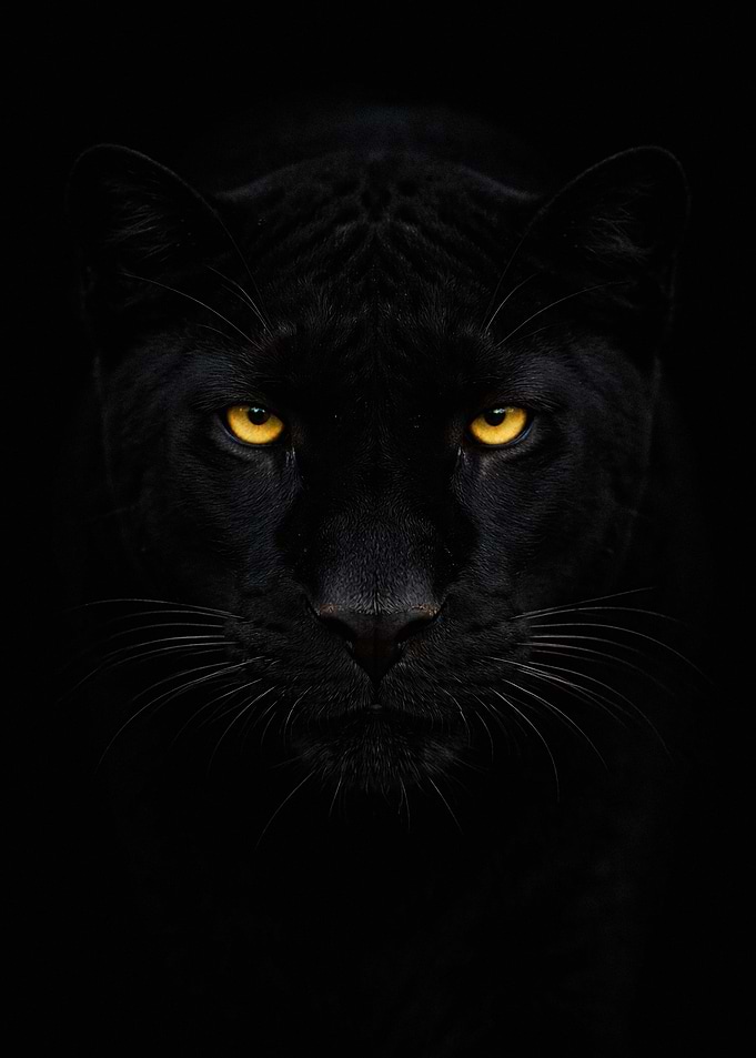 Black Panther with Yellow Eyes