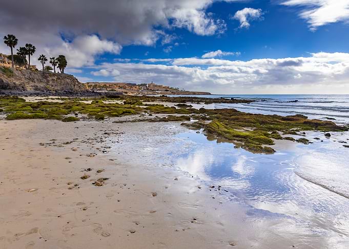 Coastal landscape with rocky shore and palm trees