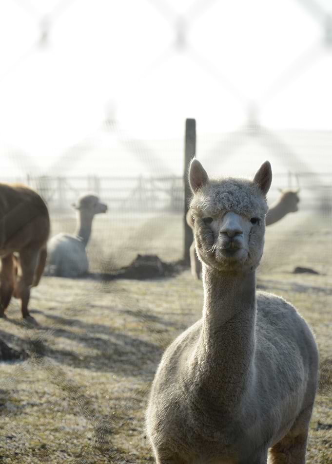 Alpaca in a Field