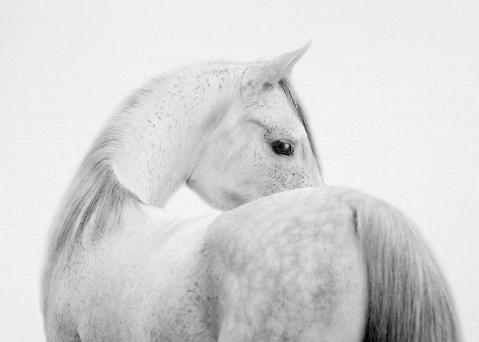 Fearless Horse - Black & White