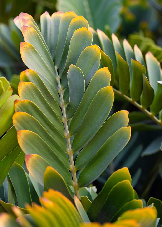 Close-up of the intensely green, textured leaves of Zamia furfuracea