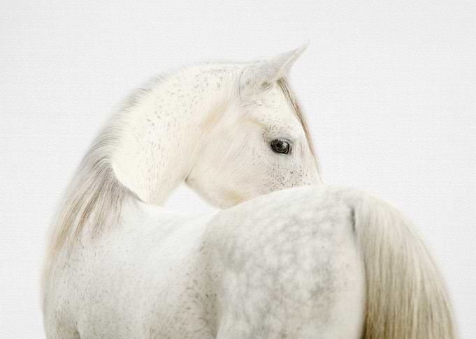 Fearless Horse