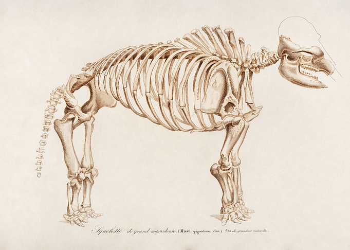 Mastodon Skeleton Illustration