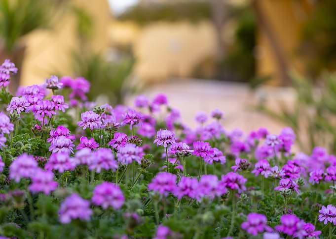 Purple Geranium Flowers in Bloom