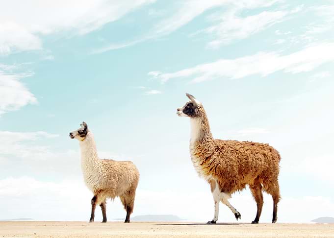 Alpaca Oasis