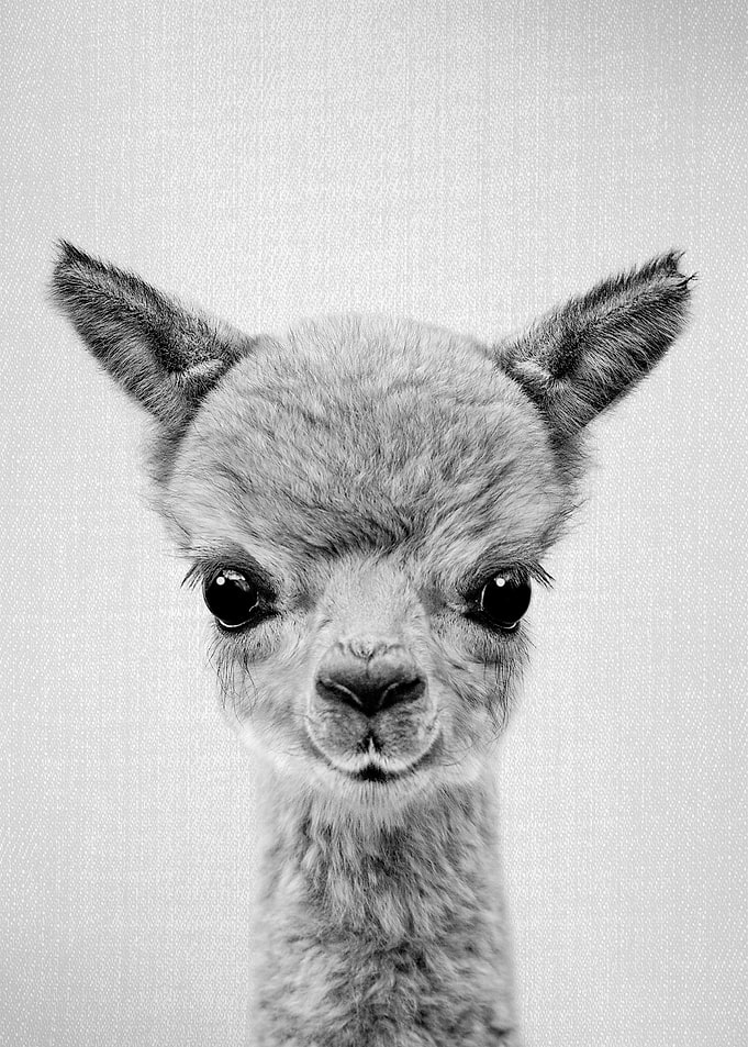 Baby Alpaca - Black & White