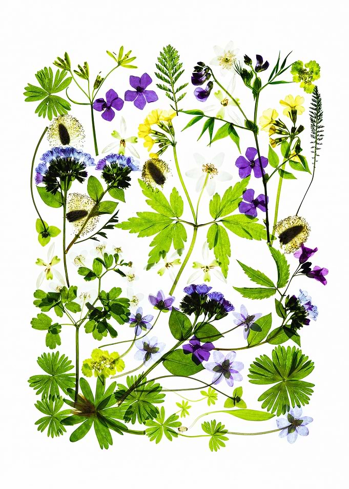 Assortment of Pressed Wildflowers