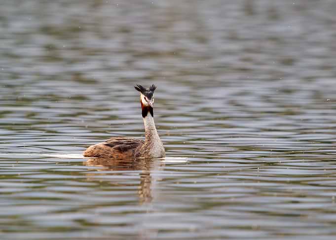Great Crested Grebe on Water