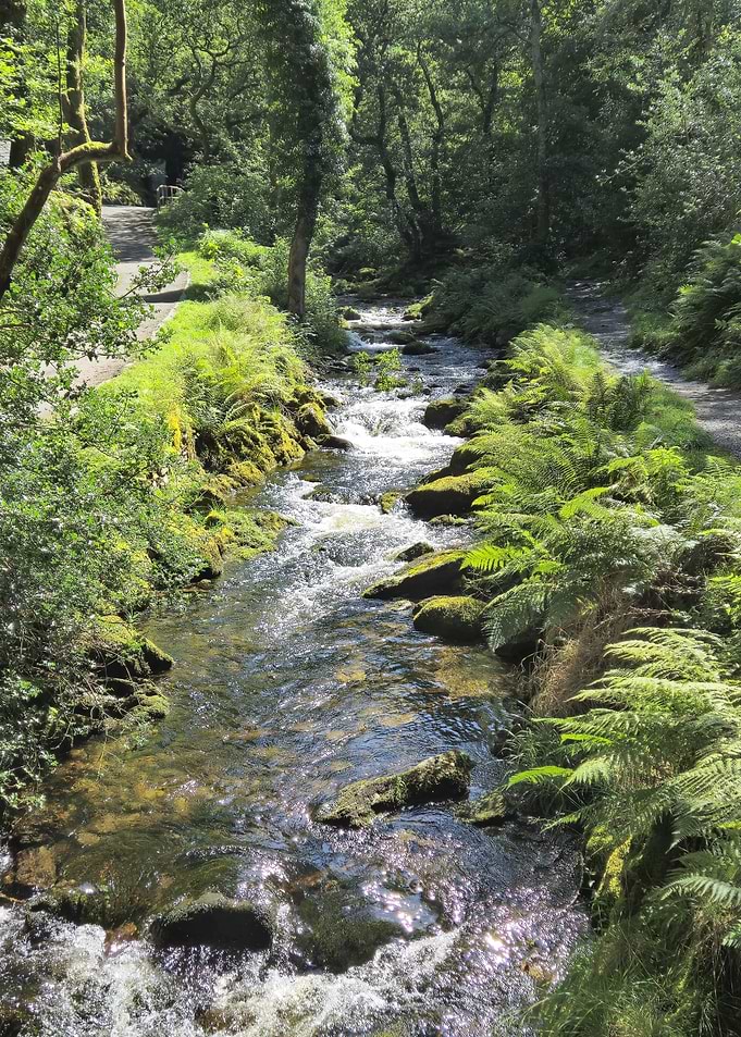 Sunlit Forest Stream - Peaceful Nature Photography Wall Art