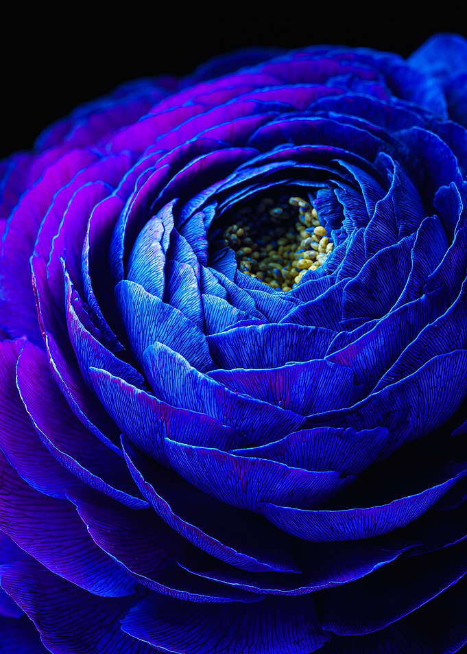 Vibrant Blue Purple Ranunculus Macro