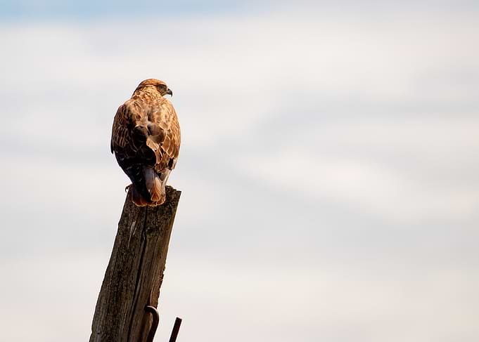 Long-Legged Buzzard perched on a wooden post