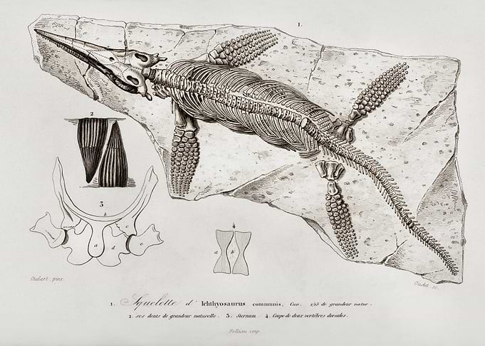 Ichthyosaurus Skeleton Fossil Illustration