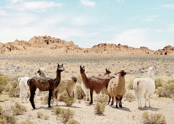 Alpaca Valley