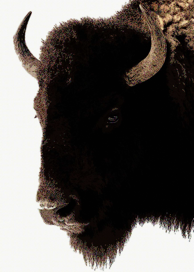 Bison Retro Portrait