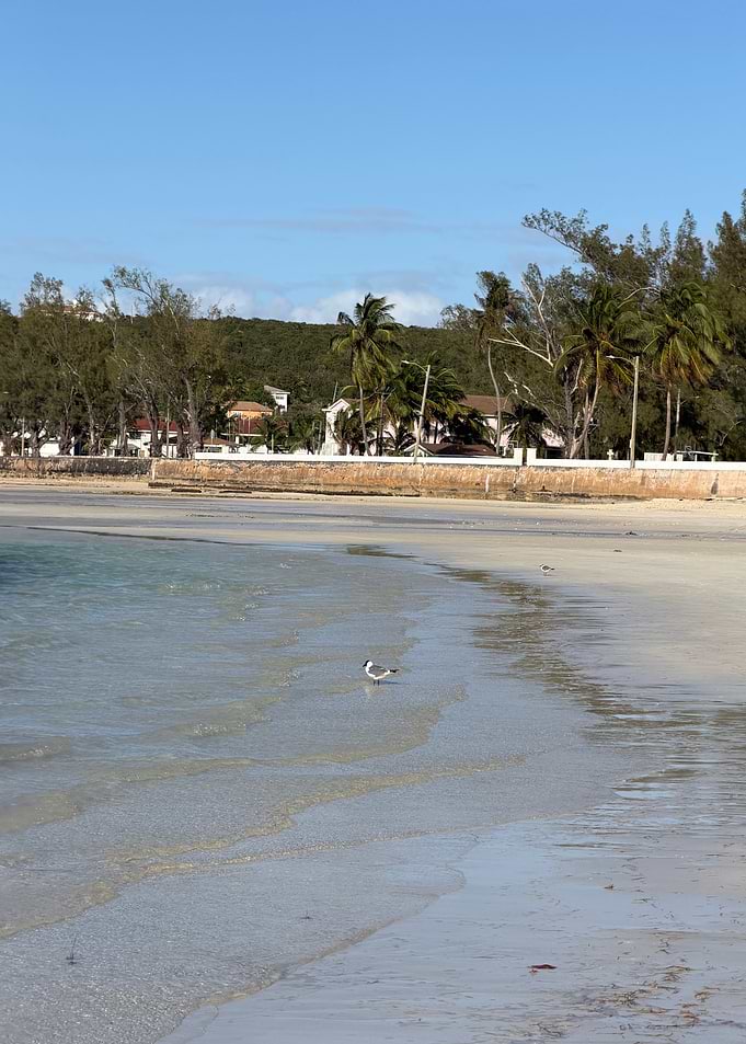 Seagull on a tropical beach