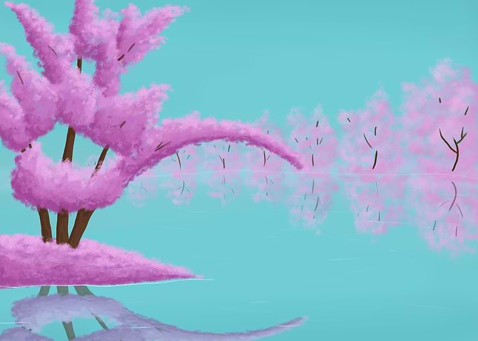 Pink Cherry Blossoms Reflected in Water