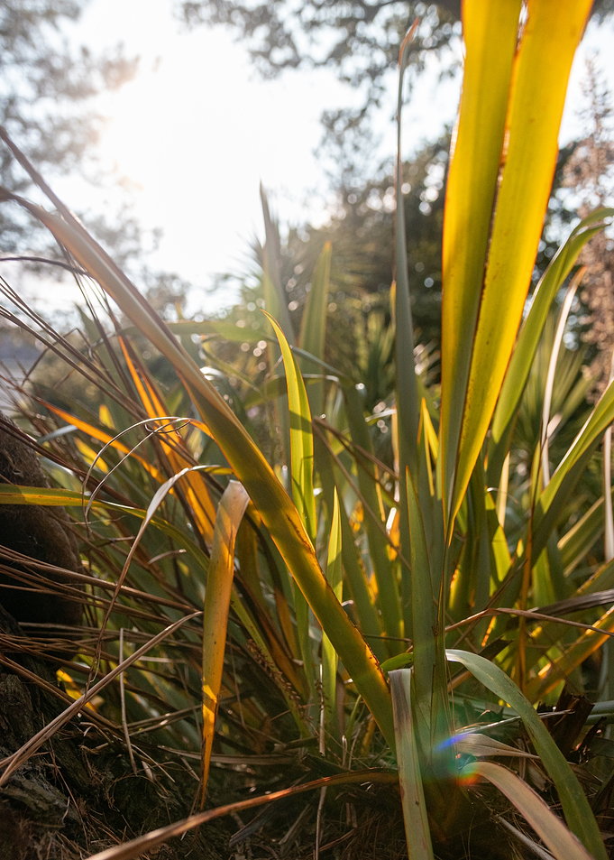 Sunlit Flax Leaves