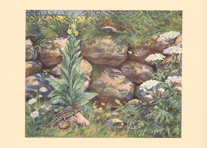 Wildlife scene with lizards and a weasel