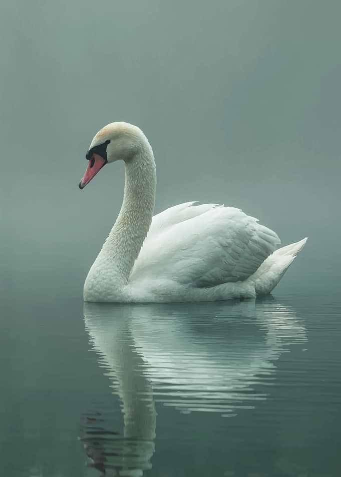 Elegant Swan on Misty Lake