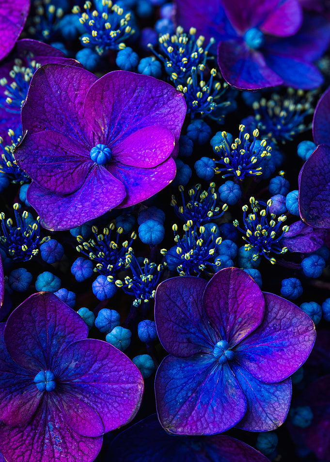 Purple Blue Lacecap Hydrangea Macro