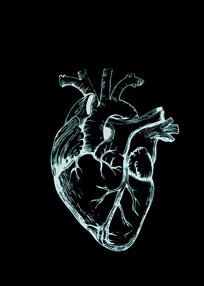 Anatomical Heart Illustration