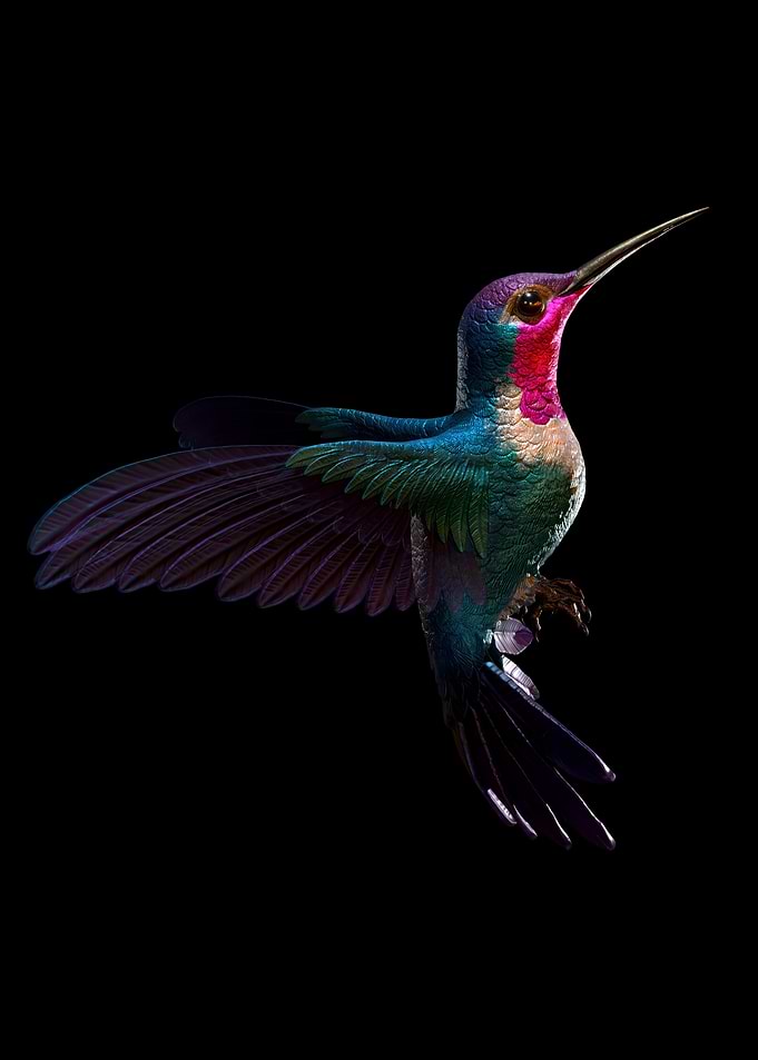 Iridescent Hummingbird in Flight