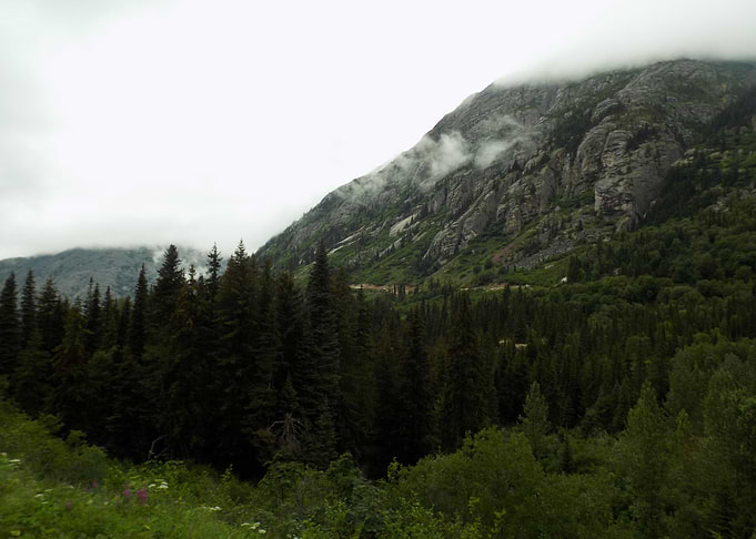 Misty Mountain Forest Road