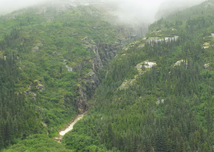 Misty Mountain Gorge with Forest