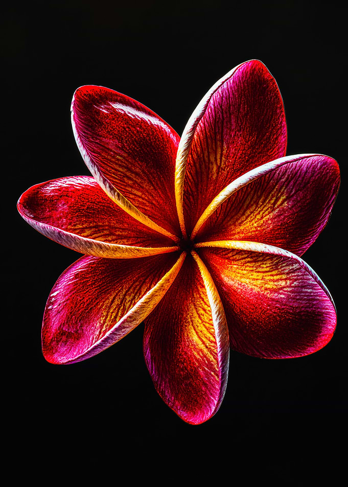 Vibrant Red Gold Plumeria Macro