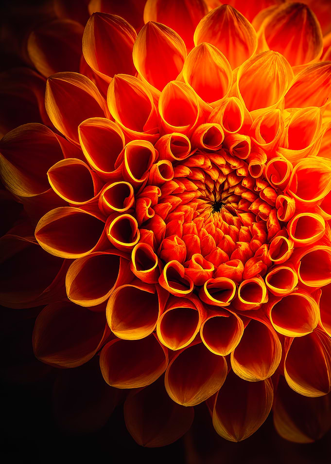 Vibrant Orange Dahlia Macro Portrait