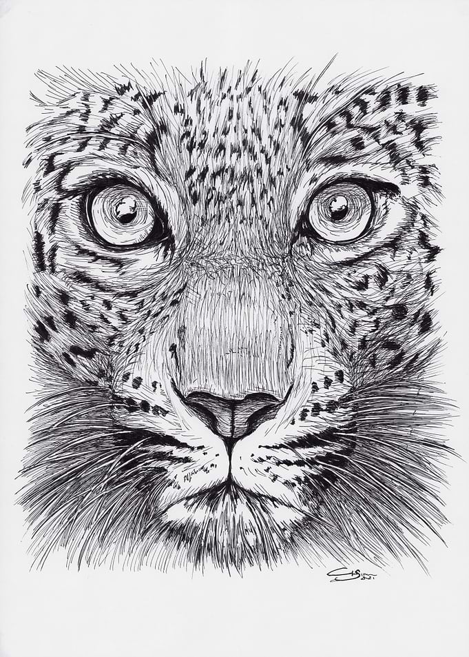 Leopard