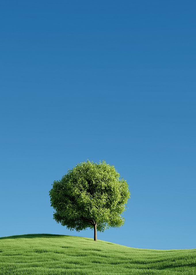 Lone Tree on a Grassy Hill