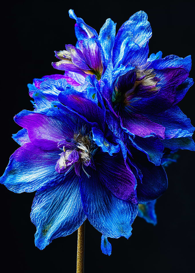 Vibrant Blue and Purple Delphinium Flower