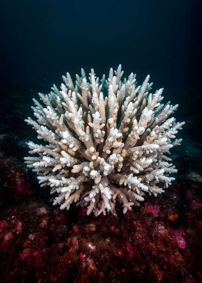 Bleached Coral on Ocean Floor