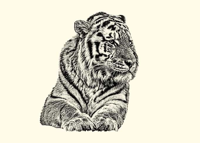 Tiger Portrait Sketch