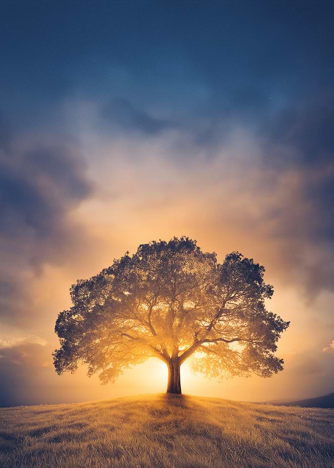 Solitary Tree Bathed in Golden Light