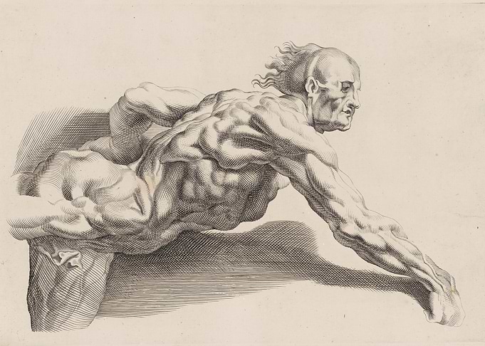Anatomical Study of a Muscular Man