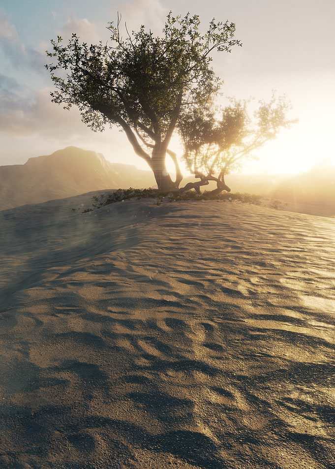 Lone Tree in Desert Sunset