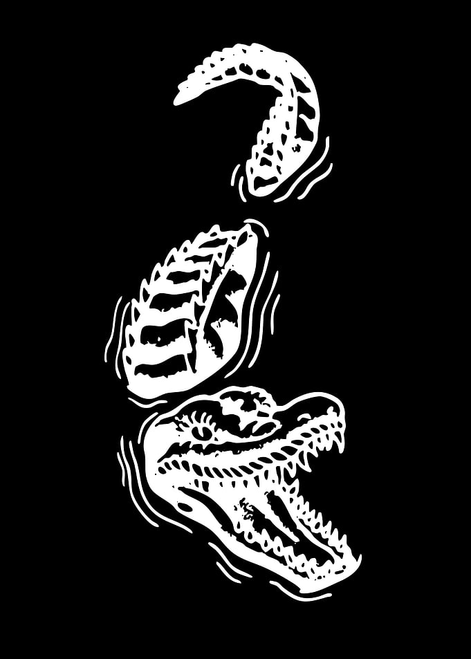 Alligator Emerging from Water