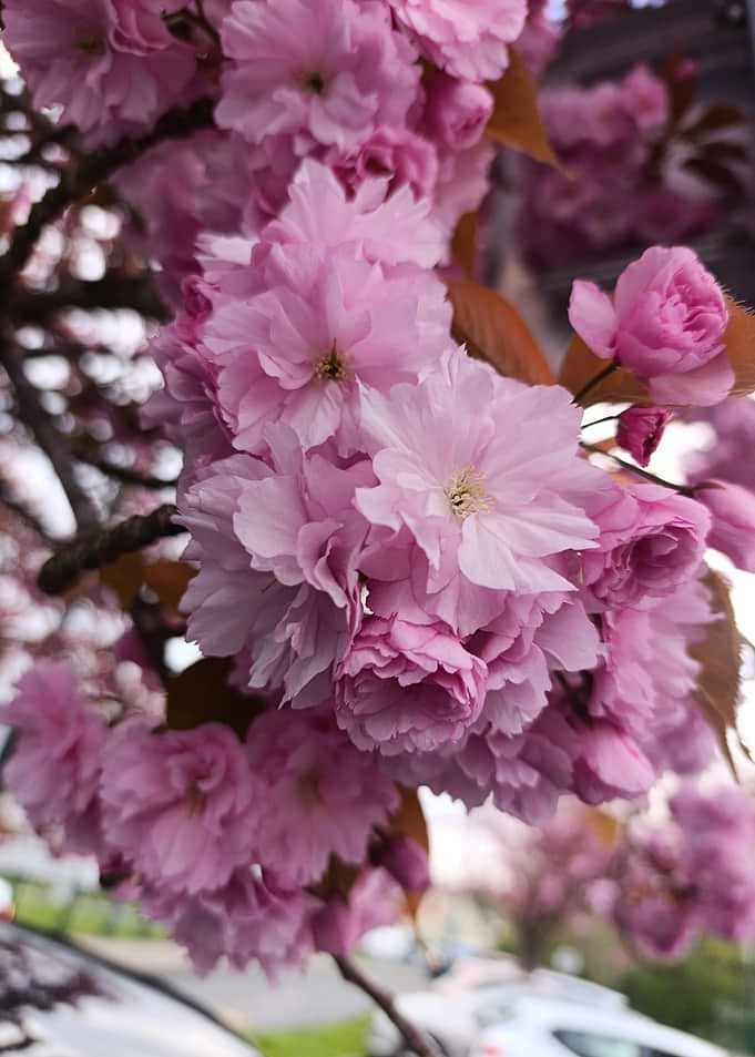 Pink Cherry Blossoms