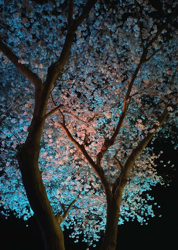 Cherry Blossoms at Night
