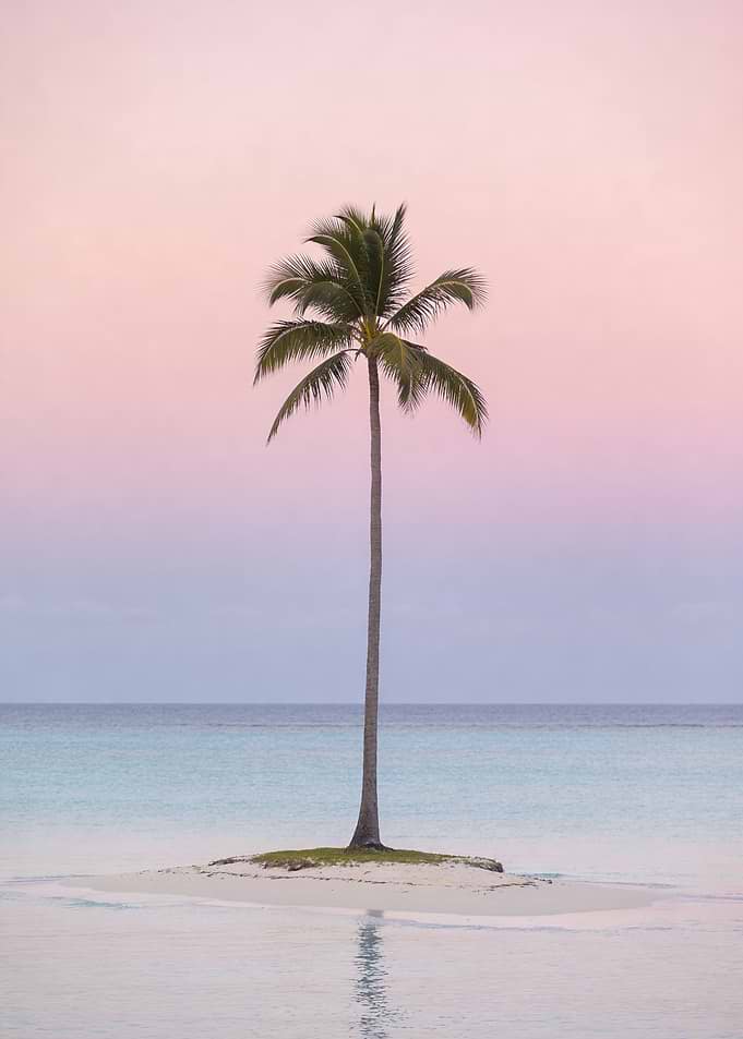 Solitary Palm Tree on a Tropical Island